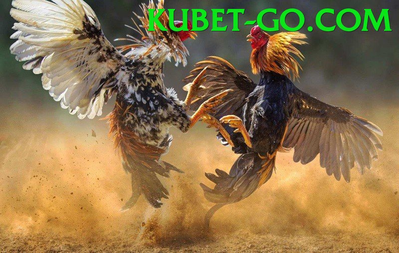 Cách Đọc Kèo Đá Gà - Tải về